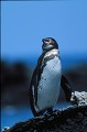 Manchot des Galapagos (Spheniscus mendiculus) - île de Isabela Ref:36896